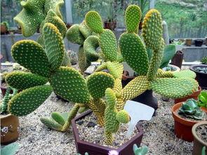 仙人掌吃瓜娱乐,仙人掌与瓜果的奇幻娱乐之旅